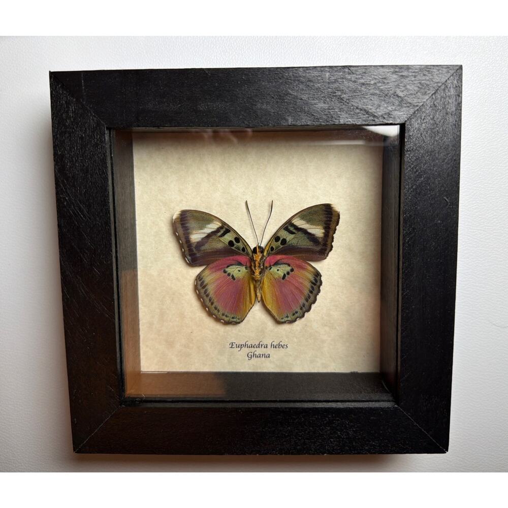Real African Butterfly Euphaedra xypete Pink Forester Framed Taxidermy Display